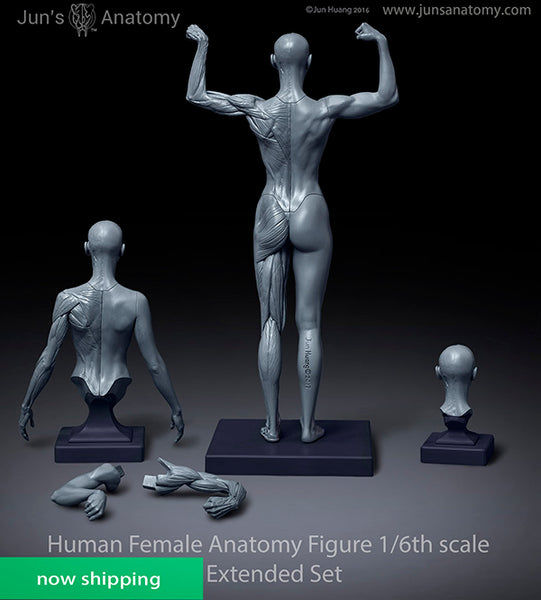 Supreme Male/Female Anatomy Model Clear FW18 (FW18A7) One