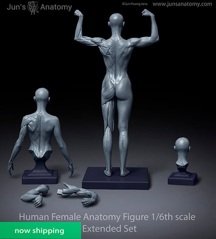 Human Female Anatomy Model 1/6th scale - Extended Set(newly revised in larger size)