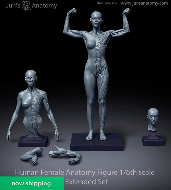Human Female Anatomy Model 1/6th scale - Extended Set(newly revised in larger size)