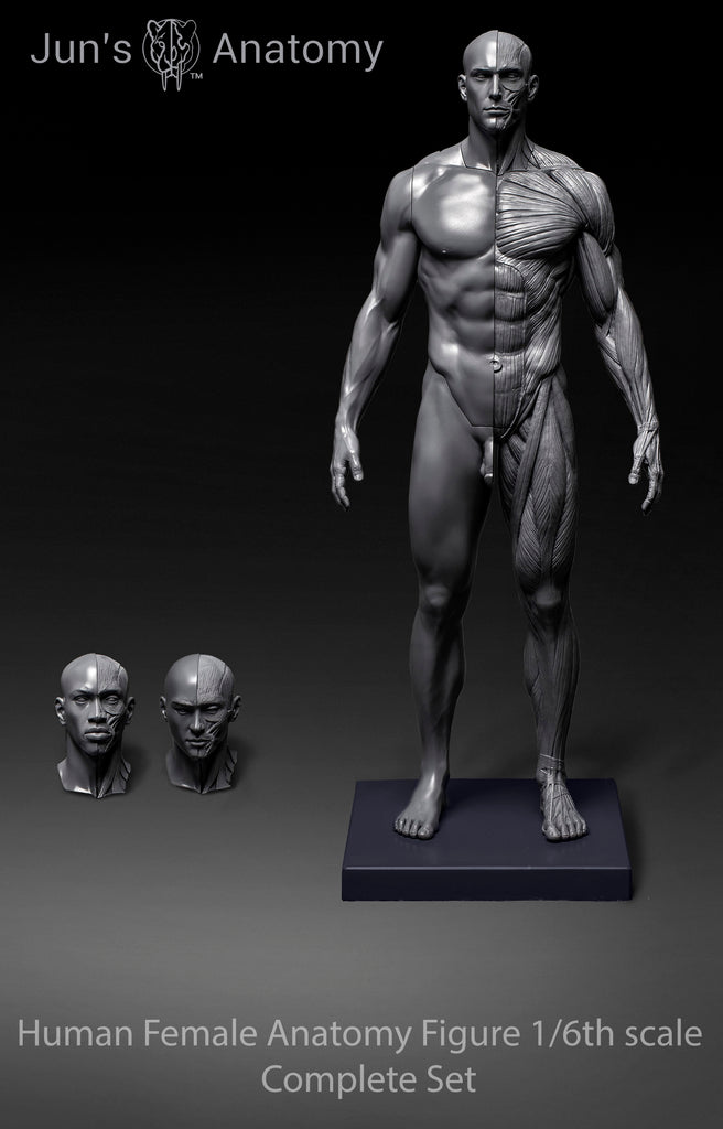 Human Male Anatomy Model 1/6th scale Complete Set
