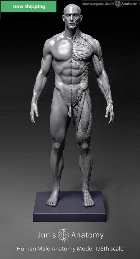Human Male Anatomy Figure 1/6th scale