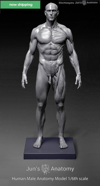 SUPREME 18AW Male Anatomy Model 人体模型 Supreme Male Anatomy Model Clear | Hype Clothinga
