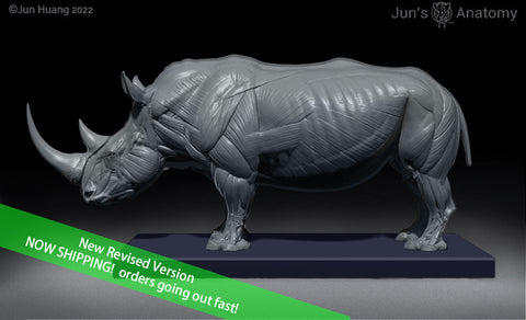 White Rhino Anatomy model at 1/16th scale - flesh & superficial muscle