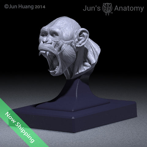 Bonobo Anatomy Model open-mouth "Roar" head