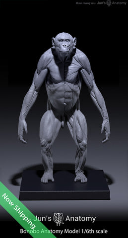 Bonobo Anatomy Model 1/6th scale