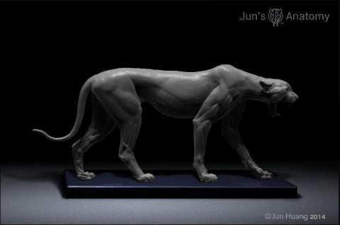 Cheetah Anatomy model 1/6th scale - flesh & superficial muscle