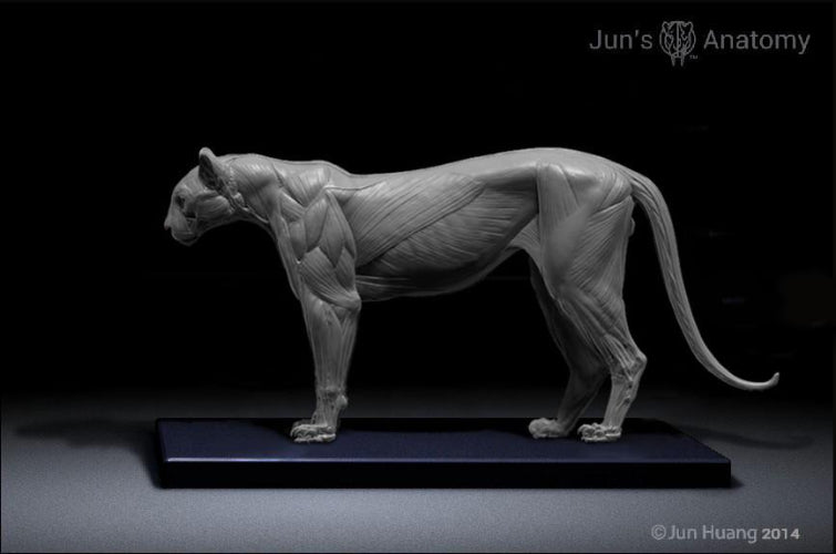 Cougar Anatomy model 1/6th scale - flesh & superficial muscle