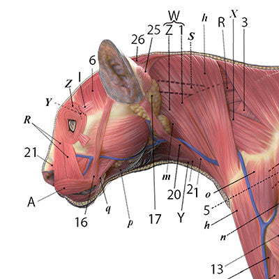 Cougar Anatomy Chart