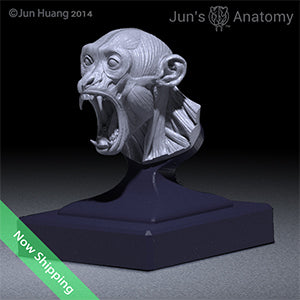 Gibbon Anatomy Model open-mouth "Roar" head