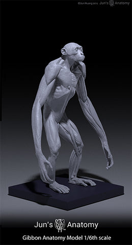 Gibbon Anatomy Model 1/6th scale