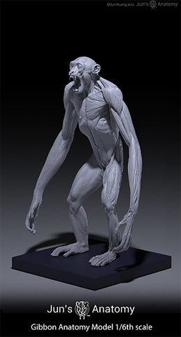 Gibbon Anatomy Model open-mouth "Roar" head
