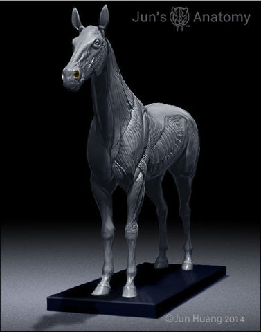 Horse Anatomy Model 1/10th scale - flesh & superficial muscle