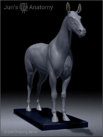 Horse Anatomy Model 1/10th scale - flesh & superficial muscle