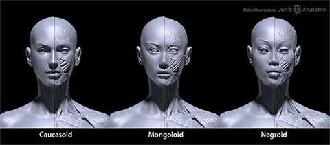 Human Female Anatomy Model 1/6th scale - Extended Set(newly revised in larger size)