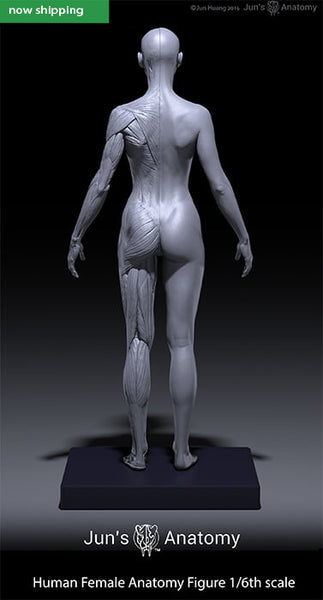 ANATOMY - FEMALE 解剖学模型 Amazon.com: EHVYBDX Anatomy Model Skeleton Model Female