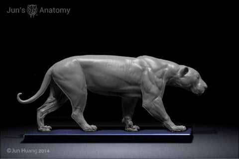 Jaguar Anatomy model 1/6th scale - flesh & superficial muscle