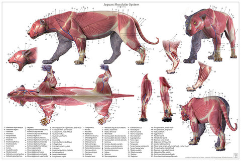 Jaguar Anatomy Chart