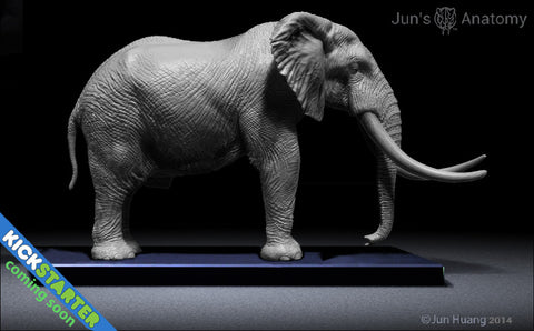 Elephant Anatomy model 1/20th scale v.1