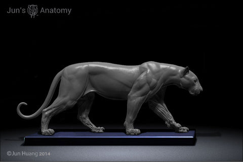 Leopard Anatomy model 1/6th scale - flesh & superficial muscle