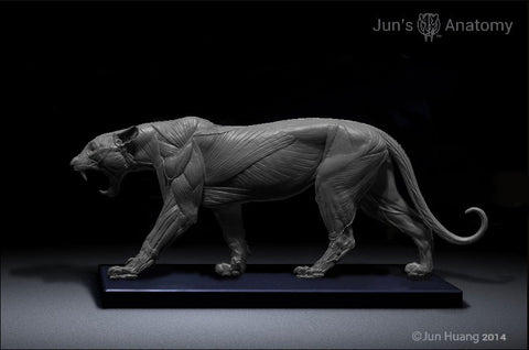 Leopard Anatomy model 1/6th scale - flesh & superficial muscle
