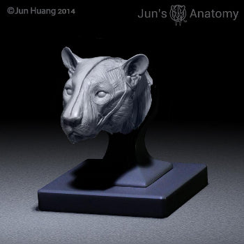 Leopard Anatomy model 1/6th scale - flesh & superficial muscle