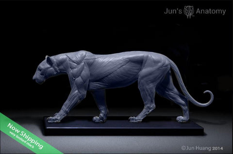 Leopard Anatomy model 1/6th scale - flesh & superficial muscle