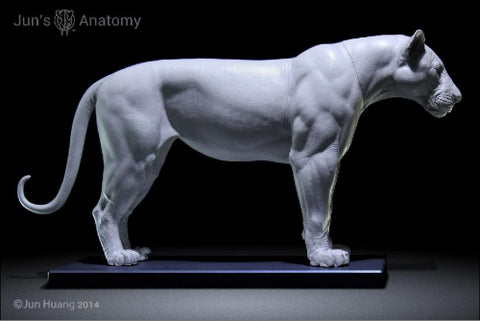 Lion Anatomy model 1/6th scale - flesh & superficial muscle