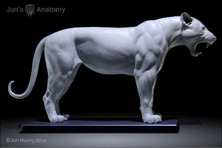 Lion Anatomy Model open mouth
