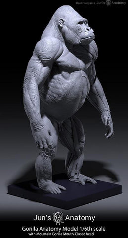Eastern/Mountain Gorilla Anatomy model 1/6th scale v.1