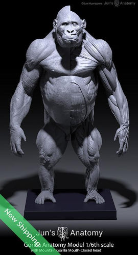 Eastern/Mountain Gorilla Anatomy model 1/6th scale v.1
