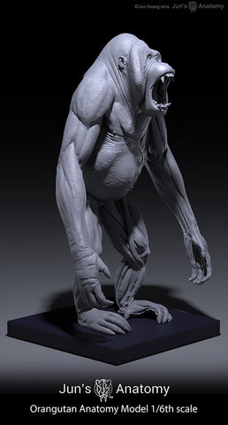 Orangutan Anatomy Model 1/6th scale