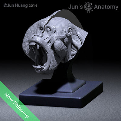 Orangutan Anatomy Model open-mouth "Roar" head
