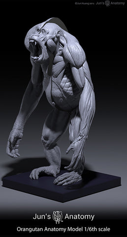 Orangutan Anatomy Model 1/6th scale