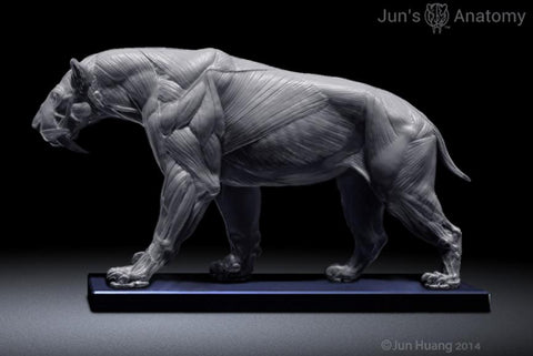 Smilodon Populator "Saber-tooth Cat" Anatomy model 1/6th scale - flesh & superficial muscle