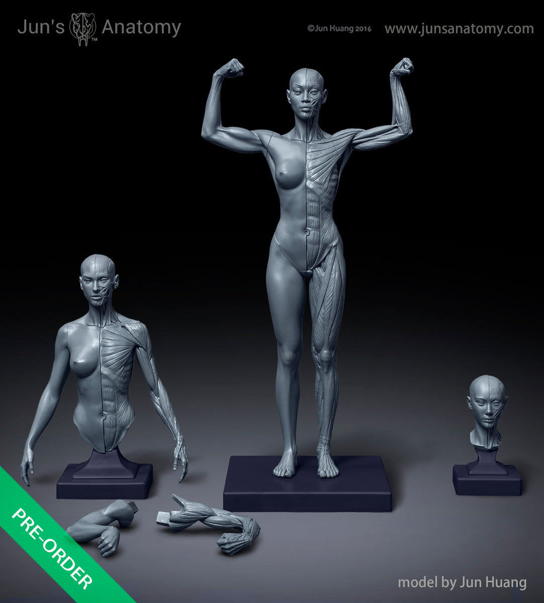 Jun's Anatomy　アナトミーフィギュア② human_female_model_front_1200x