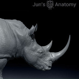 White Rhino Anatomy Model now available!