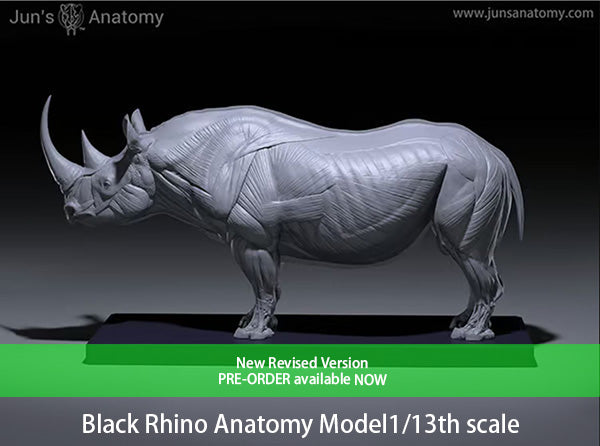 Black Rhino Anatomy model at 1/13th scale - flesh & superficial muscle
