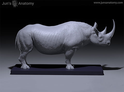 Black Rhino Anatomy model at 1/13th scale - flesh & superficial muscle