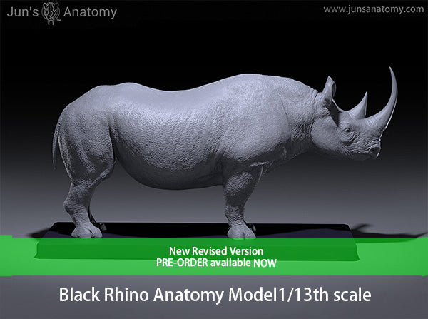 Black Rhino Anatomy model at 1/13th scale - flesh & superficial muscle