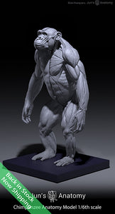 Chimpanzee Anatomy Model 1/6th scale – Jun's anatomy