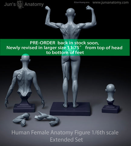 Human Female Anatomy Model 1/6th scale - Extended Set(newly revised in larger size)