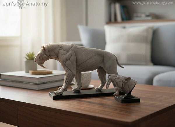 Smilodon Populator "Saber-tooth Cat" Anatomy model 1/6th scale - flesh & superficial muscle