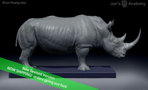 White Rhino Anatomy model at 1/13th scale - flesh & superficial muscle