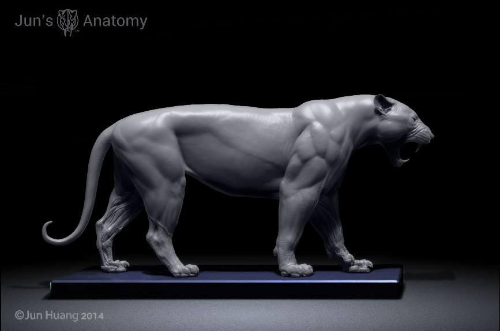 Tiger Anatomy model 1/6th scale - flesh & superficial muscle – Jun's ...