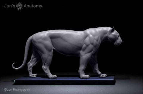 Tiger Anatomy model 1/6th scale - flesh & superficial muscle