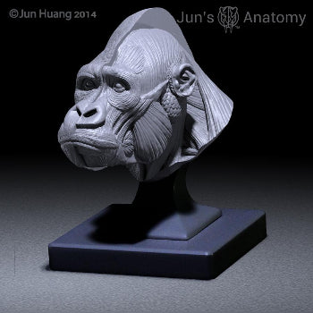 Eastern/Mountain Gorilla closed-mouth head model