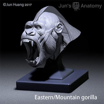 Eastern/Mountain Gorilla open-mouth "Roar" head model