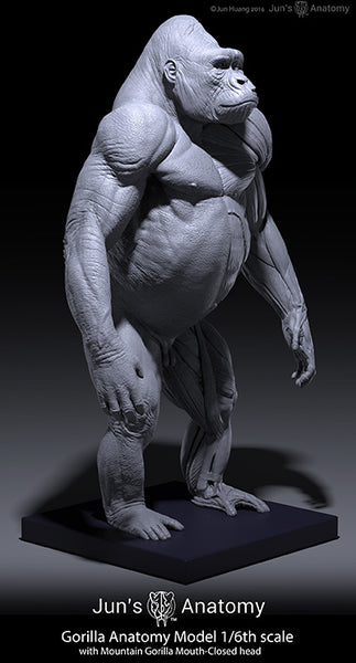 Western Lowland Gorilla Anatomy model 1/6th scale v.1