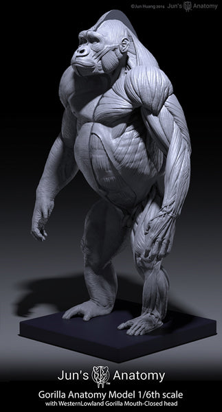 Western Lowland Gorilla Anatomy model 1/6th scale v.1