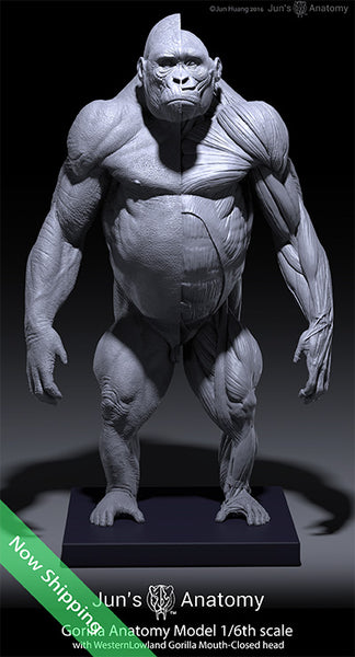Western Lowland Gorilla Anatomy model 1/6th scale v.1